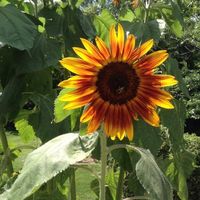 Cathy Kelsay's profile image