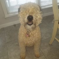 Barbara Smith's profile image