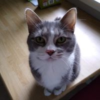 Corey Mudrich's profile image