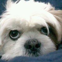 Beatrisa Kunovac's profile image