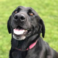 Randy Norman's profile image