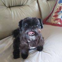 Cindy Schmidt's profile image