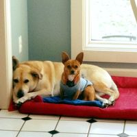 Stephanie Kreger-Crosby's profile image