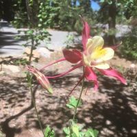 David Murakami's profile image