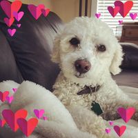 Cheryl Harris's profile image