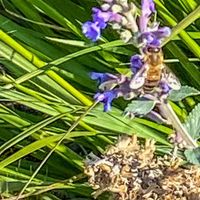 Rick GJ Needham's profile image