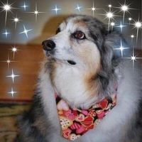 Susie Jones Kincheloe's profile image