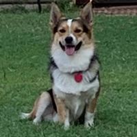 Terry Carson's profile image