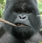 L Anthony Hill's profile image