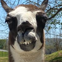 Megan Blanton's profile image
