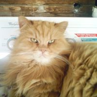 Carol Anne Deere's profile image