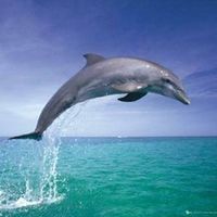 Sarah Perreault's profile image