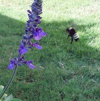 Leticia Ovans's profile image