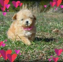 Cheryl Pritchard's profile image