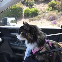 Lora Marsh's profile image