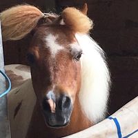 Roxanne Hense's profile image