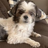 Lori Ash Konicki's profile image