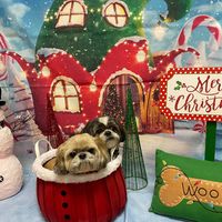 Jessie Payne Schanz's profile image