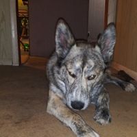 Azoth Grayson's profile image