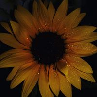 Lyndzy Jadustenea's profile image