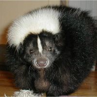 Sherry Roth DeMarchi's profile image