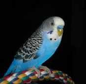 Lorraine Hall's profile image