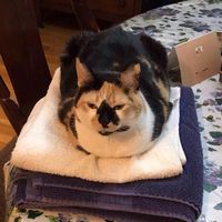 Cheri Hiss's profile image