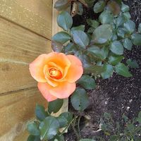 Rosie Maenhout DeMar's profile image