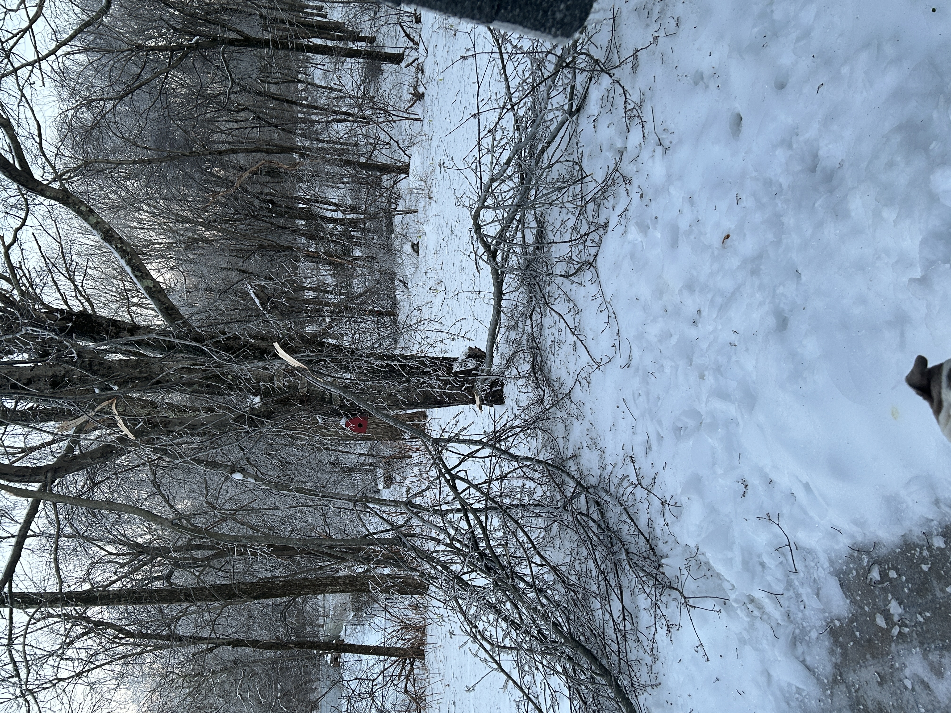 mtstuckman@aol.com's post 4