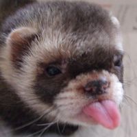 Brent Friedman's profile image