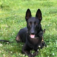 Michelle Malinois's profile image