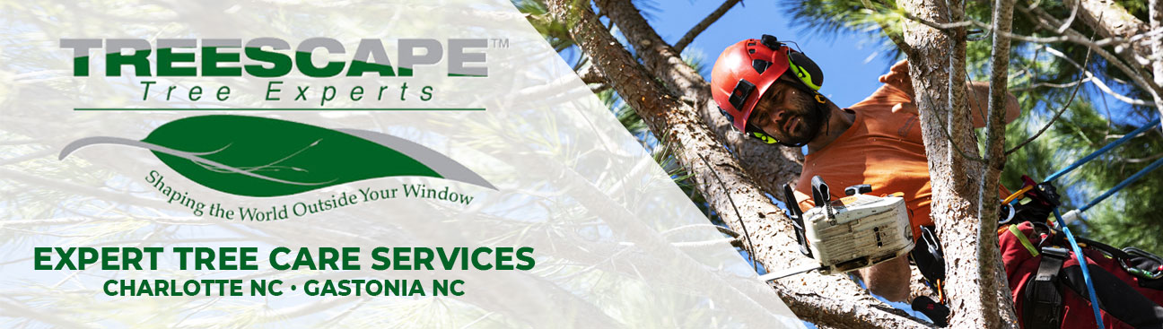 Treescape Tree Experts's cover image