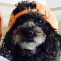 Fran King's profile image