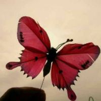Ling Wei's profile image