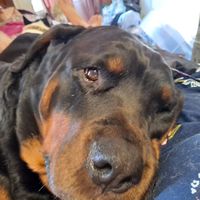 Suzanne Nicklas's profile image