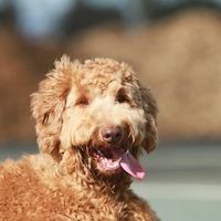 Cynthia Pilon Ferdinandsen's profile image