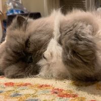 Dawn Hope Hall's profile image