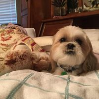 Anthony E Coker's profile image