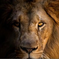 Sabet Ramtin's profile image