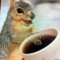 Debi B'Afra's profile image