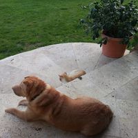 Dawn Fournier's profile image