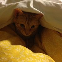 Nancy Watsonm's profile image