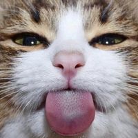Skallagrim Asketill's profile image