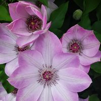 Rose Whitcher's profile image