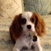 Linda Adkison's profile image