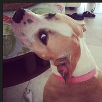 Claire Todd's profile image