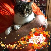 Carol Biles's profile image