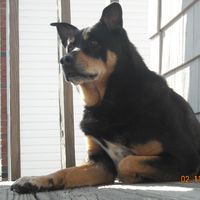 Dom Ciccarelli Sr.'s profile image