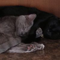 Susan Tarkenton's profile image