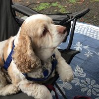 Janice Armstrong's profile image